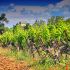 Vignoble Fontareche Esprit