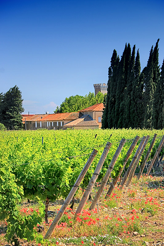 Fontareche Chateau Vigne