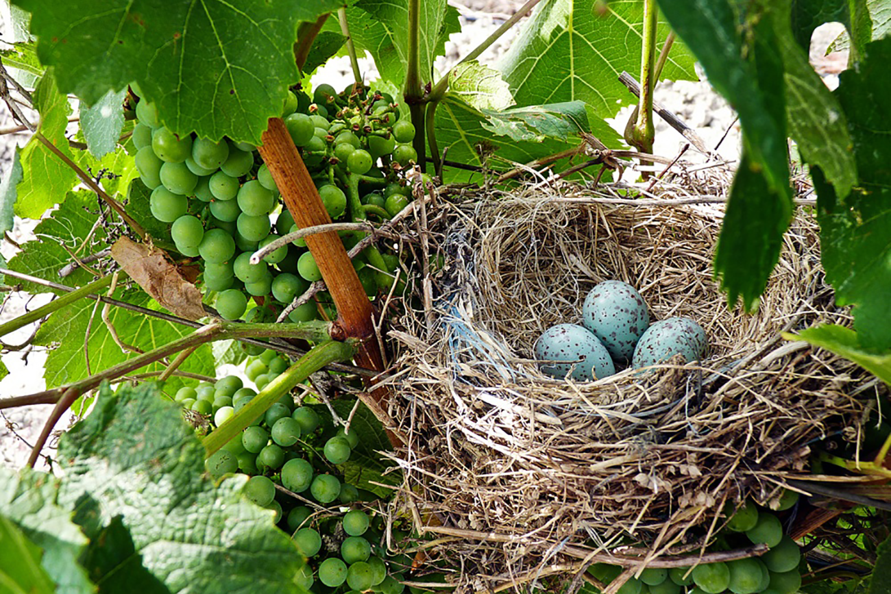 Engagements Chateau Fontareche Corbieres