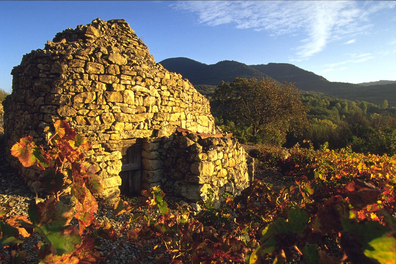 Vignes Domaine Fontareche Lamy Corbieres